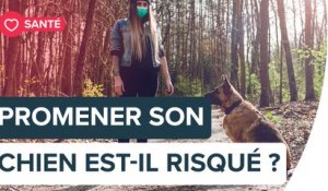 Les propriétaires de chiens ont 78 % de risques en plus d'être infectés par le coronavirus | Futura