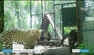 Préservation des espèces : une rencontre arrangée entre deux jaguars en Argentine