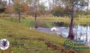 Un homme retire son chiot de la gueule d'un alligator