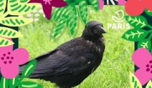 Brèves de nature sauvage à Paris : La corneille noire