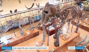 Gard : une cagnotte pour restaurer le squelette du mammouth de Durfort