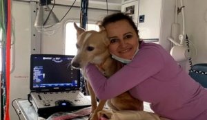 Berlin : au volant de son camion-clinique, cette vétérinaire sillonne les rues pour soigner gratuitement les chiens des sans-abri