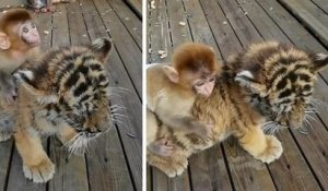 Un bébé singe s'amuse comme un petit fou en grimpant sur le dos d'un bébé tigre