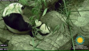 Les premiers pas de Bei Bei, le bébé panda du zoo de Washington