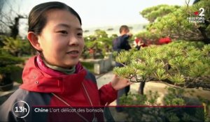 Chine : l'art du bonsaï, une tradition à part