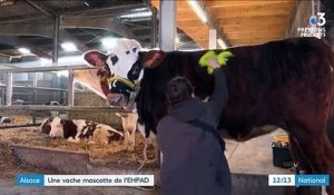 Alsace : Panthère, la vache mascotte d'une maison de retraite