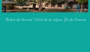 Carte de vœux 2021 du CH Théophile Roussel de Montesson - Arbre de l'année