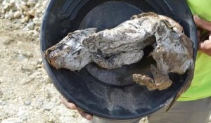Parfaitement conservé, le corps d'un petit loup datant de l'ère glaciaire a été découvert au Canada