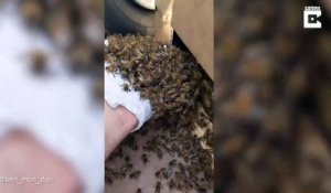 Un essaim d'abeille a colonisé son pneu de voiture