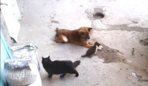 Une maman chat présente ses chatons à son ami le chien... Tellement émouvant