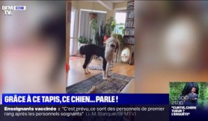 Grâce à ce tapis, ce chien parvient à communiquer avec sa maîtresse