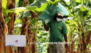 Martinique : Le patrimoine de la banane
