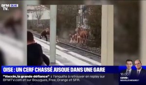 À Chantilly dans l'Oise, un cerf a été chassé jusque dans la gare de la ville
