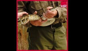 Faut-il manger du python pour réguler sa population ?