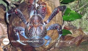 Polynésie Française : Les crabes de Makatea