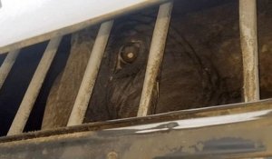 Dumba, une éléphante de cirque disparue, a été retrouvée dans un camion abandonné dans une décharge dans le Gard