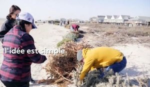 États-Unis : des sapins de Noël pour créer des dunes