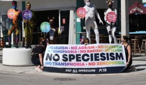 “Poule mouillée” : l'association antispéciste PETA dénonce l'utilisation d'un vocabulaire “oppressif” envers les animaux