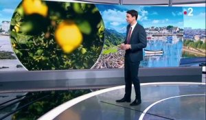 Côte-d’Azur : à la rencontre des producteurs de citrons