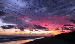 Des milliers de chauves souris géantes envahissent le ciel