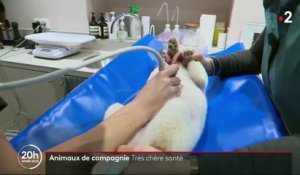 Enquête : pourquoi les soins pour nos animaux de compagnie sont-ils si chers ?