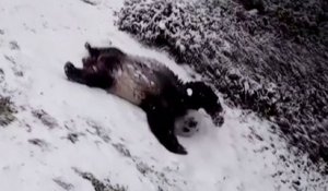 Glissades et roulades dans la neige : les adorables images des pandas du zoo de Washington