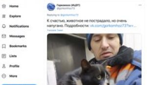 Buzz : En Russie, un chat sauvé de la déchèterie devient vice-ministre de l'environnement