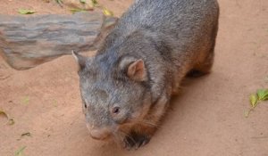 En Australie, des dizaines d'animaux survivent à la sécheresse grâce à l'action des... wombats