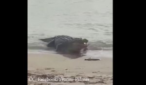 Un crocodile géant vient avaler 2 requins échoués sur une plage (Australie)