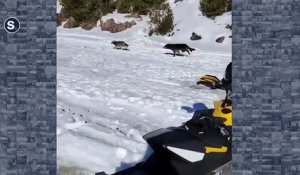 Ce canadien à motoneige croise une meute de loup en chasse