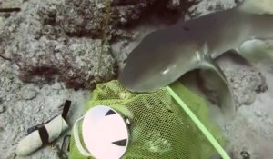Ce plongeur se retrouve face à un requin en pleine mer