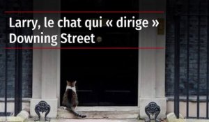 Larry, le chat qui « dirige » Downing Street