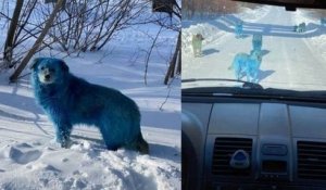 Russie : des images, montrant des chiens errants au pelage... bleu, surprennent et posent question