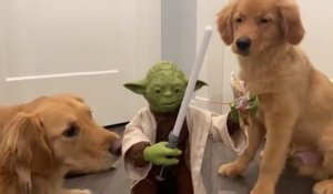 Maitre Yoda maitrise 2 chiens... Puissant