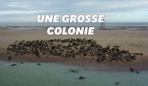 Les phoques font leur retour sur la Côte d’Opale près de Calais