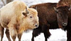 États-Unis : un bison blanc, une espèce très rare, est né dans un parc naturel du Missouri
