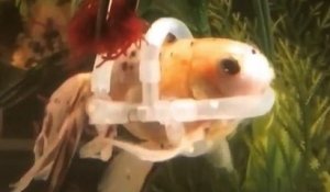 Ce poisson rouge, souffrant d'un trouble de flottaison, nage à nouveau grâce un gilet de sauvetage