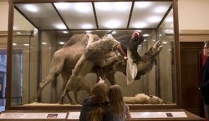 Un musée américain s’excuse pour une œuvre montrant… un homme noir dévoré par un lion