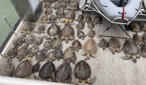 Étourdies par le froid, plus de 2 500 tortues marines ont été sauvées des températures glaciales au Texas