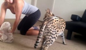 Elle joue avec son gros chat... un serval magnifique