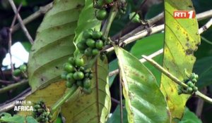 Made In Africa : Les défis de la filière café en Côte d'Ivoire