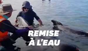 En Nouvelle-Zélande, opération d'ampleur pour sauver des dauphins échoués