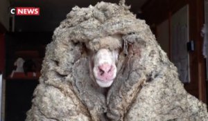 Australie : un mouton sauvage sauvé et débarrassé d’une toison de 35 kg