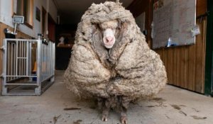 Australie : égaré depuis plusieurs années, un mouton délesté de 35 kilos de laine