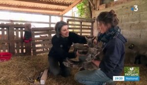 Agriculture : dans la Manche, Stéphanie Maubé élève des agneaux dans les prés salés