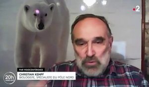 Environnement : l’ours polaire menacé par la fonte de la banquise