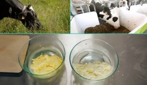 "E=M6" : quelles sont les conséquences de l'alimentation des vaches sur les produits laitiers ?