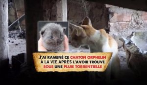 J’ai ramené ce chaton orphelin à la vie après l’avoir trouvé sous une pluie torrentielle (Texte en description)