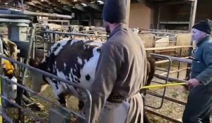 Nicolas, pédicure bovin, installant une vache dans sa cage de parage pour la soigner