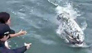 Une baleine grise se laisse caresser en Basse-Californie